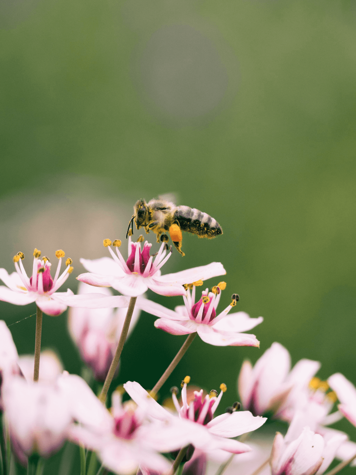 Why Bees Are Crucial to the Survival of the Human Race | Kyndra Holley
