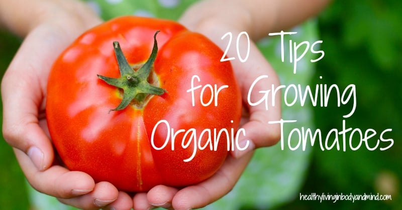 20 Tips for Growing Organic Tomatoes
