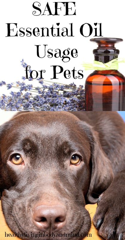 Safe Essential Oil Usage for Pets