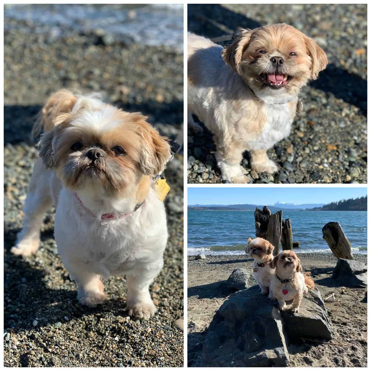 ShihTzu dogs on a beach in Washington State